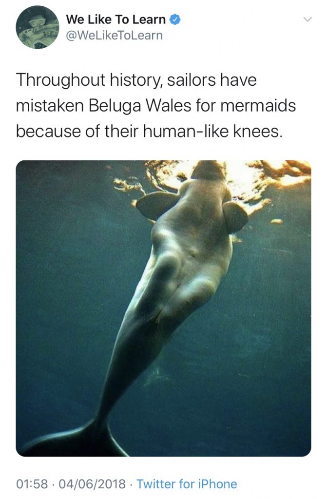 screenshot of a tweet with a pictures showing that whales have knees