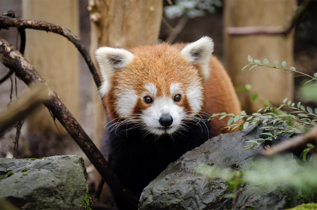 picture of a red panda at Chester Zoo