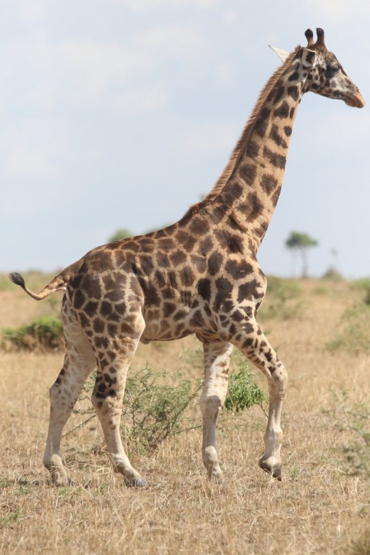 Gimli Giraffe